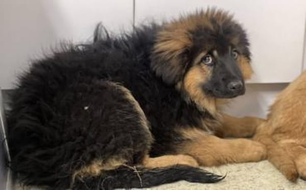 Honey - ein wahrer Goldschatz