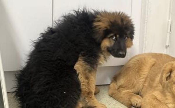 Honey - ein wahrer Goldschatz