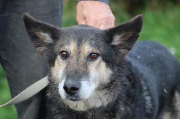 Meto - sehr zutraulich u. verschmust