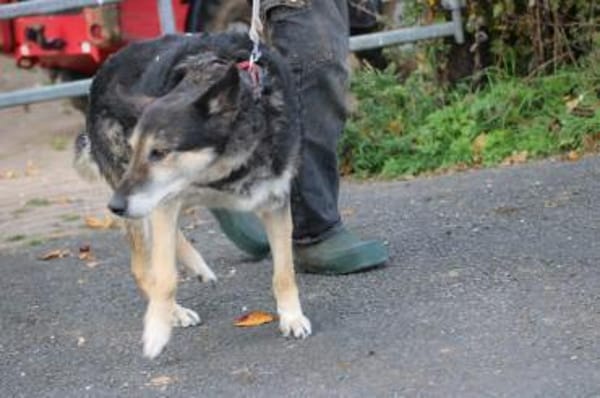 Meto - sehr zutraulich u. verschmust