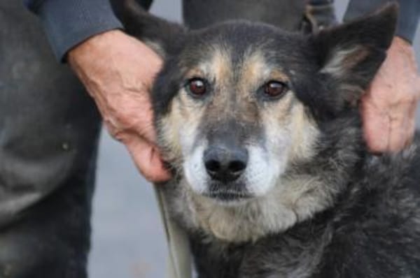 Meto - sehr zutraulich u. verschmust