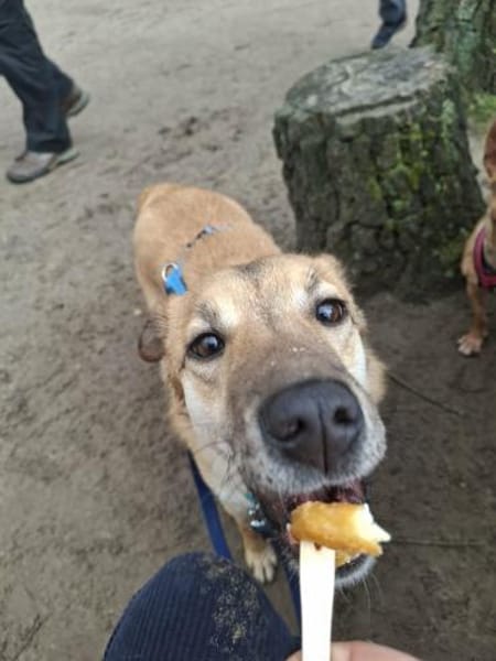 Rocky bietet seine dolle Freundschaft an