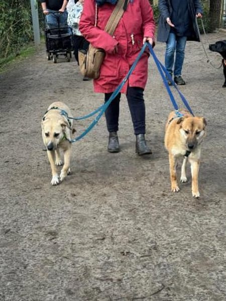 Rocky bietet seine dolle Freundschaft an