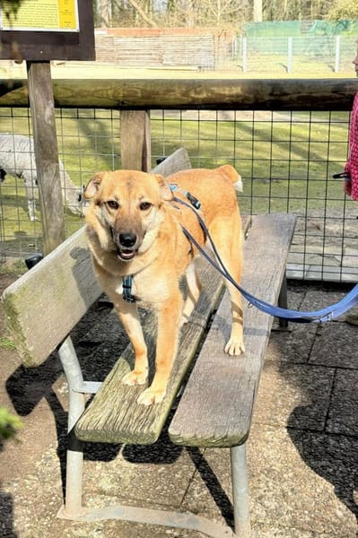 Rocky bietet seine dolle Freundschaft an