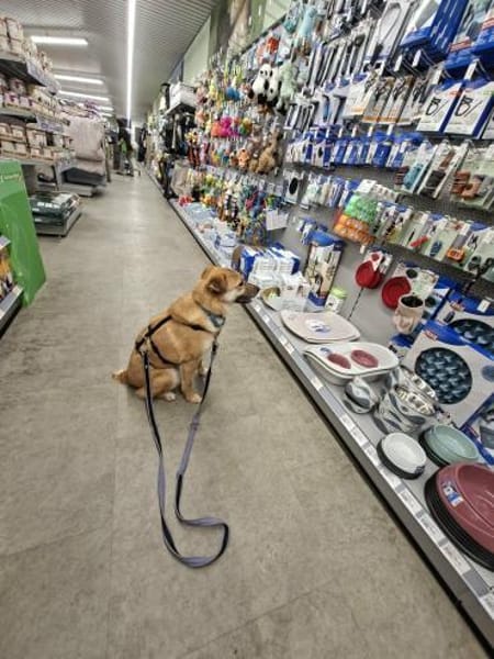 Rocky bietet seine dolle Freundschaft an