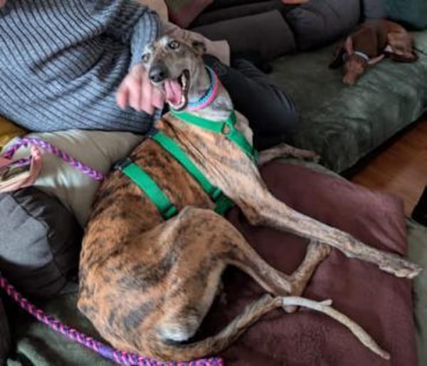 Geselliger Rayan1 sucht ein Zuhause