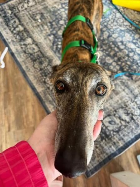 Geselliger Rayan1 sucht ein Zuhause