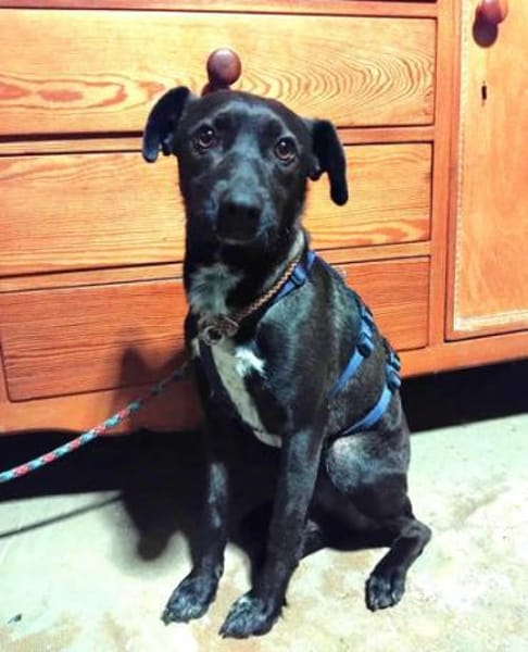 Porthos1 sucht ein Zuhause