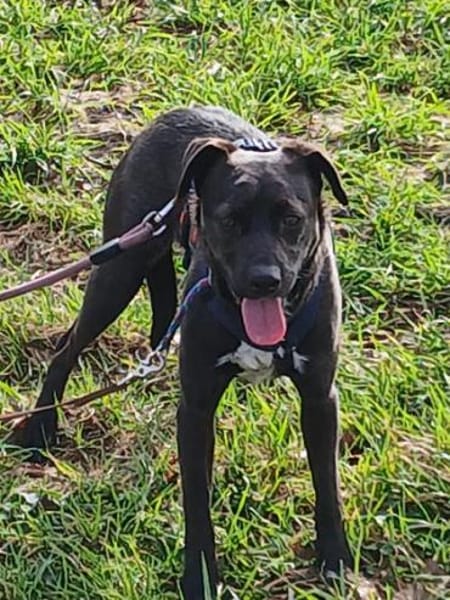 Porthos1 sucht ein Zuhause