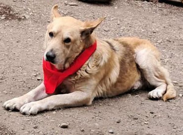 Spencer - Gentleman mit Herz