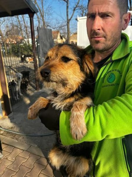 Rosi 🐶  junge Terrier-Mix Hündin suc