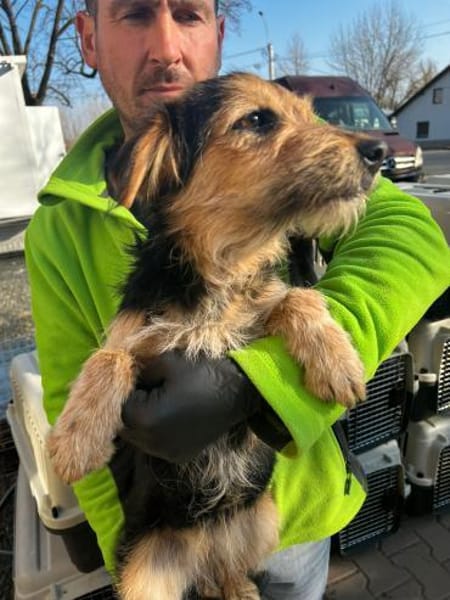 Rosi 🐶  junge Terrier-Mix Hündin suc