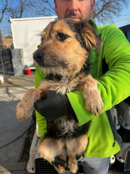 Rosi 🐶  junge Terrier-Mix Hündin suc