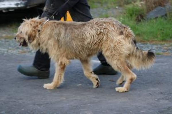 Bamboo - zutraulich u. kinderlieb