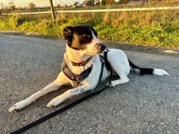 Lili - die Liebenswerte