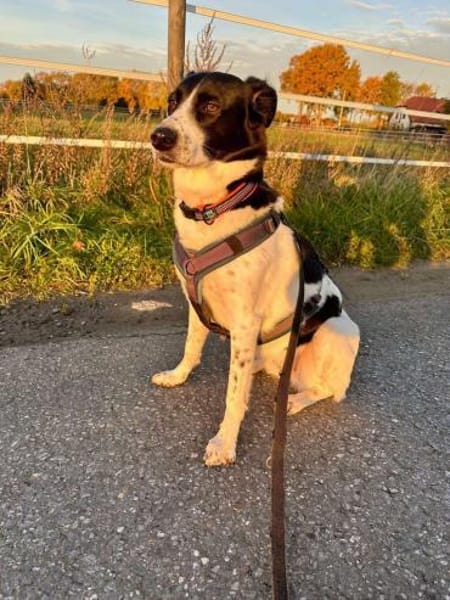 Lili - die Liebenswerte