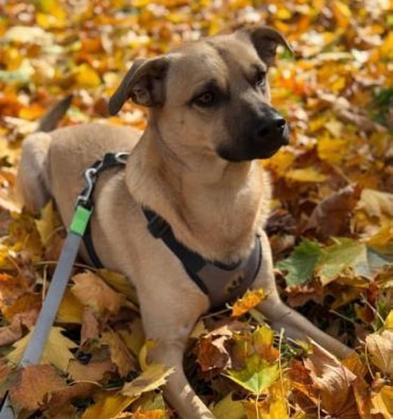 Kuno mit Struktur zum besten Freund