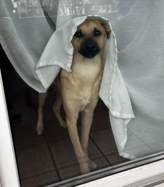 Kuno mit Struktur zum besten Freund