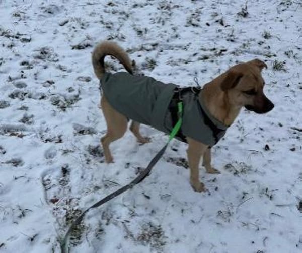 Kuno mit Struktur zum besten Freund