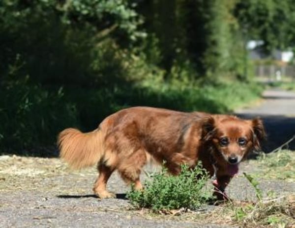 Ricki / Pici sucht Paten