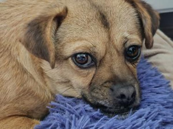 Menschenbezogene CELIA...