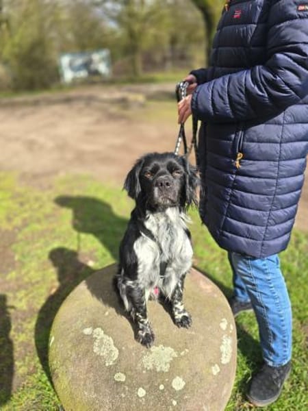 Brook  feiner Beobachter mit großem Her