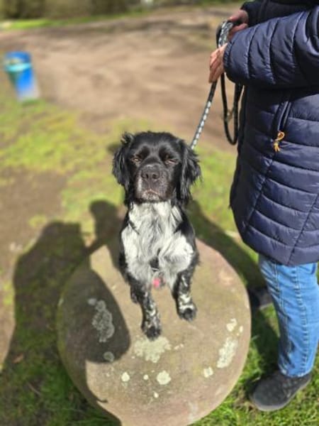 Brook  feiner Beobachter mit großem Her