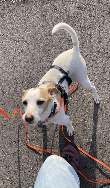 Der fröhliche, anhängliche Baku