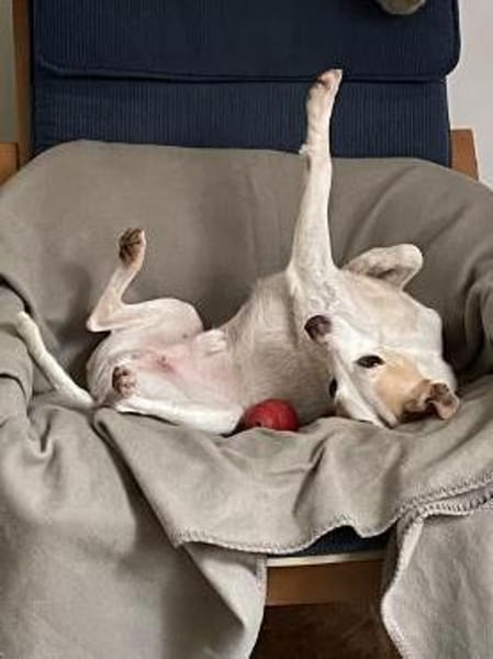 Der fröhliche, anhängliche Baku