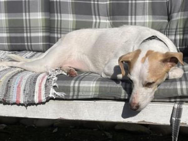 Der fröhliche, anhängliche Baku