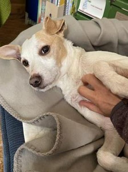 Der fröhliche, anhängliche Baku