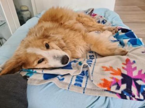 Zurückhaltende Lilly sucht ein Zuhause