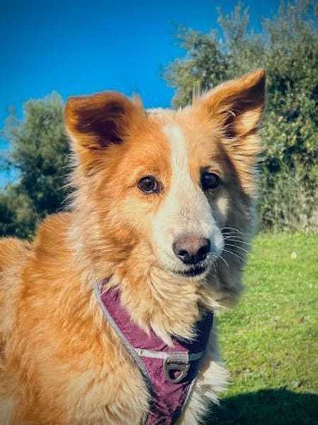 Zurückhaltende Lilly sucht ein Zuhause