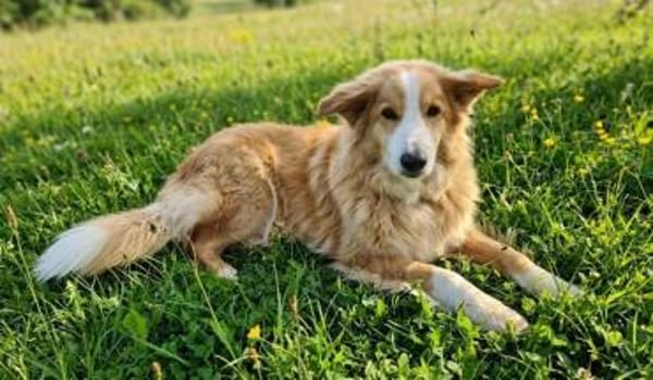 Zurückhaltende Lilly sucht ein Zuhause