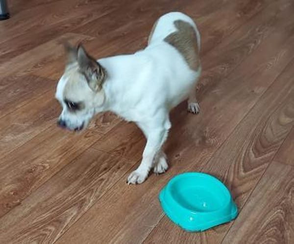 Luna, süßes Chihuahua Mädchen