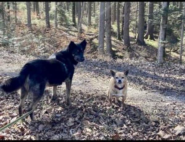 NELLO, Traumhund sucht Traumzuhause