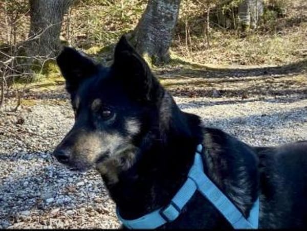 NELLO, Traumhund sucht Traumzuhause