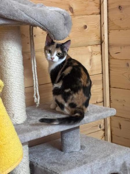 Finya & Minka - zwei liebevolle Kitten!