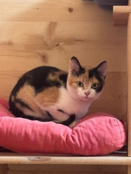 Finya & Minka - zwei liebevolle Kitten!