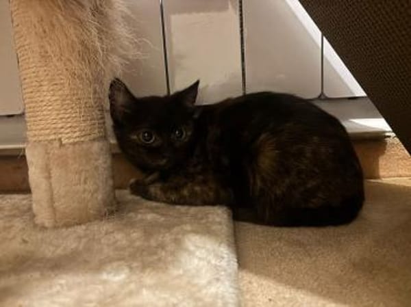 Finya & Minka - zwei liebevolle Kitten!