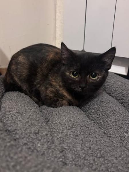 Finya & Minka - zwei liebevolle Kitten!