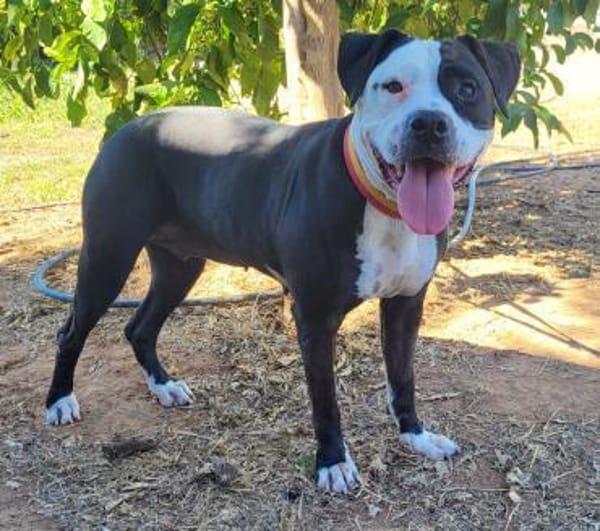 SALOME  treu, fröhlich und voller Liebe