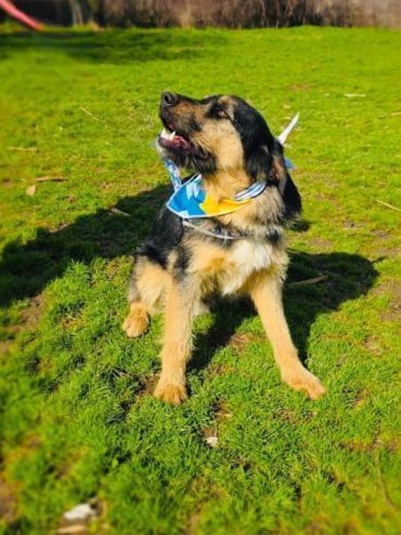 Nicho ein treuer Begleiter