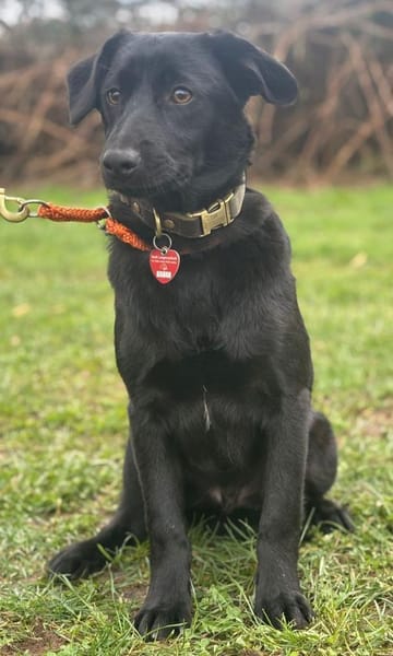 Dante - Labrador Mix Familienhund