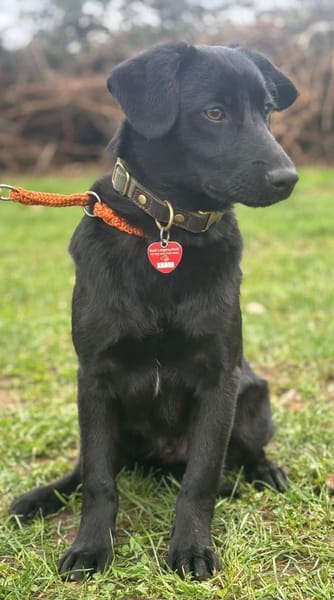 Dante - Labrador Mix Familienhund