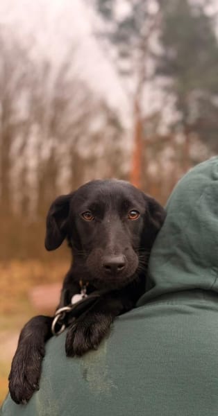 Dante - Labrador Mix Familienhund