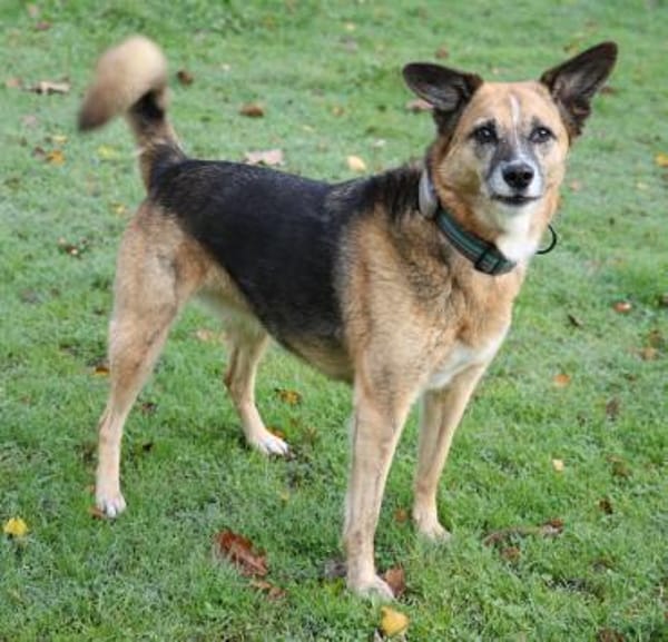 Feeny sucht liebevolles Zuhause