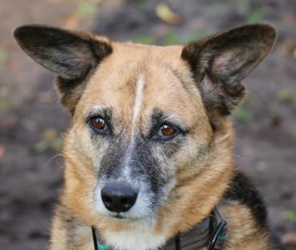 Feeny sucht liebevolles Zuhause