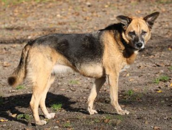 Feeny sucht liebevolles Zuhause