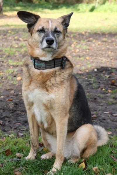 Feeny sucht liebevolles Zuhause